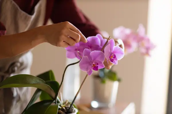 5 Segredos de Como Cuidar de Orquídeas na sua Casa e Mantê-las Belas